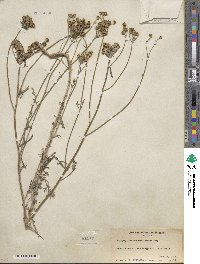 Eriophyllum confertiflorum image