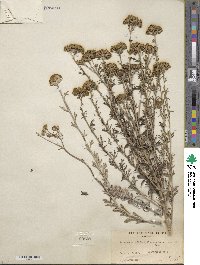 Eriophyllum confertiflorum image