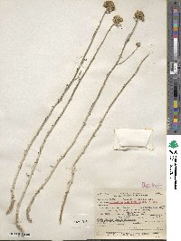 Eriophyllum confertiflorum image