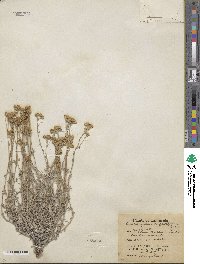 Eriophyllum confertiflorum image