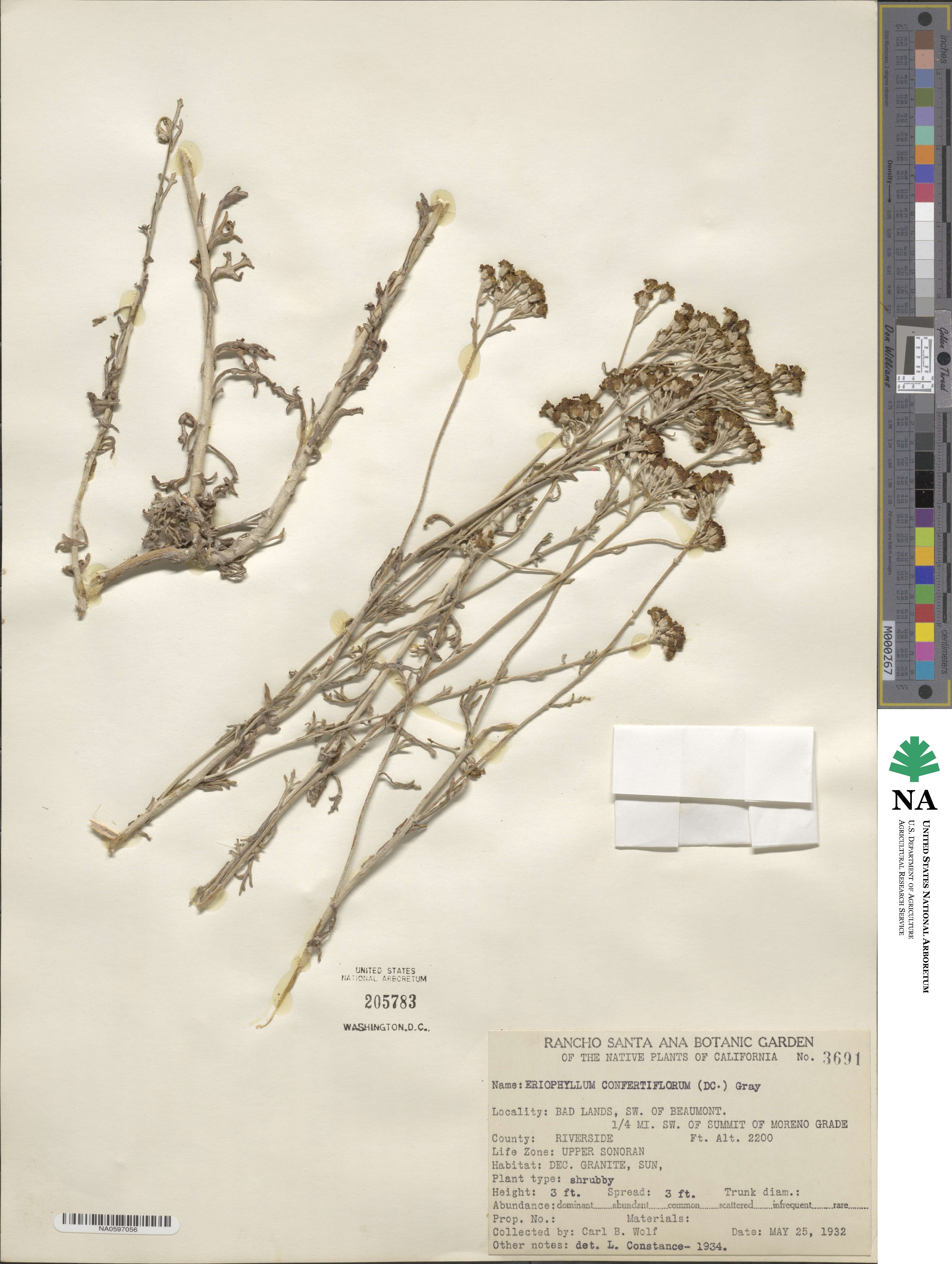 Eriophyllum confertiflorum image