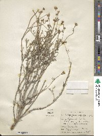 Eriophyllum confertiflorum image