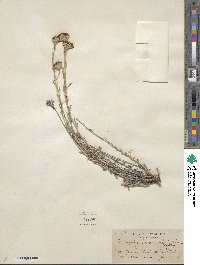 Eriophyllum confertiflorum image