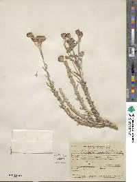 Eriophyllum confertiflorum image