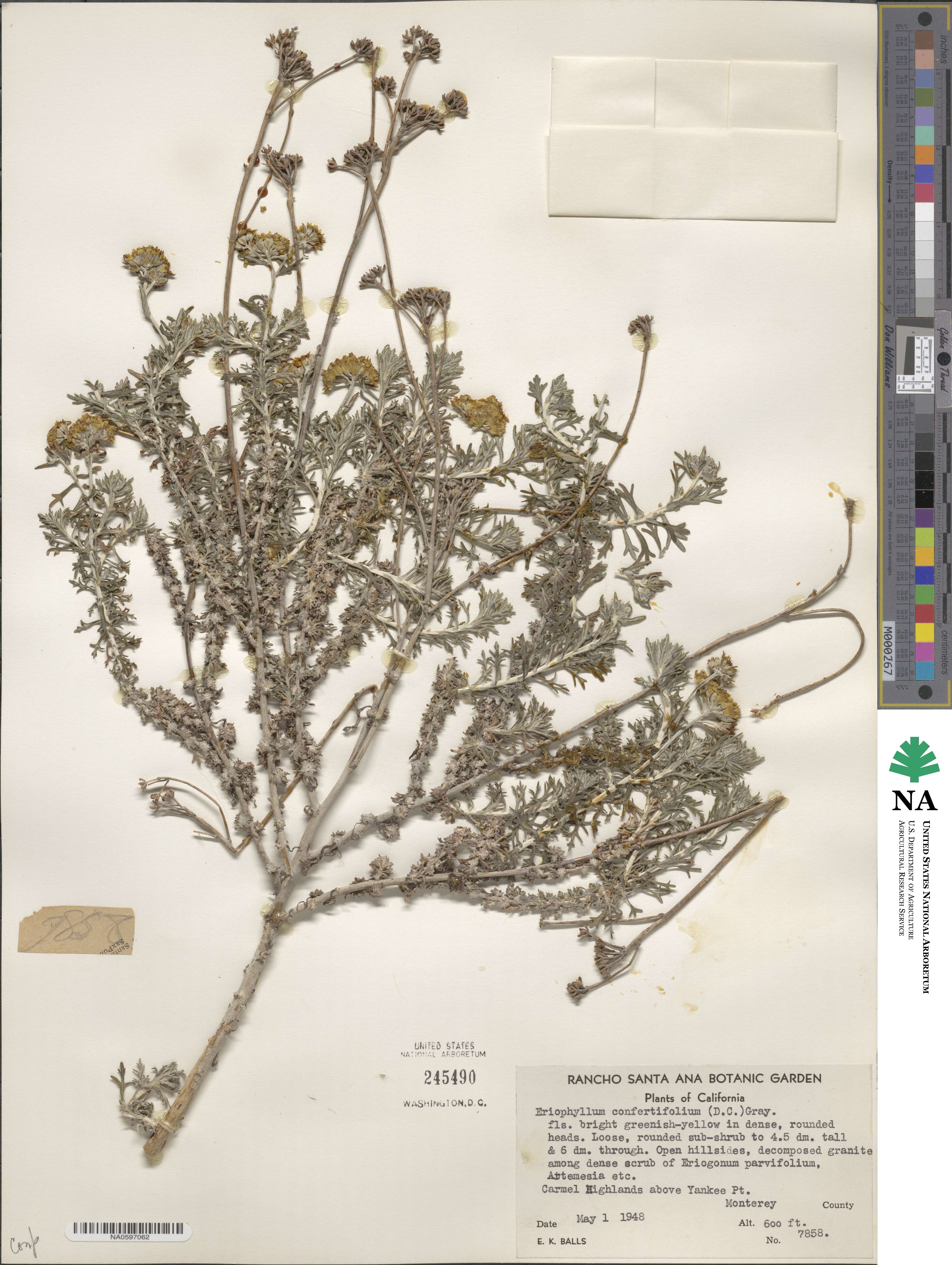 Eriophyllum confertiflorum image