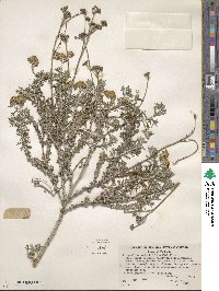 Eriophyllum confertiflorum image