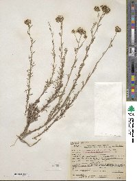 Eriophyllum confertiflorum image