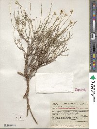 Eriophyllum confertiflorum image