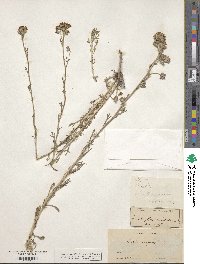 Eriophyllum confertiflorum image