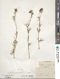 Eriophyllum confertiflorum image