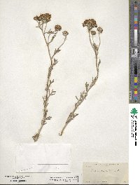 Eriophyllum confertiflorum image