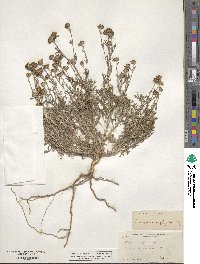 Eriophyllum confertiflorum image