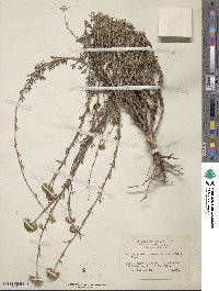 Eriophyllum confertiflorum image