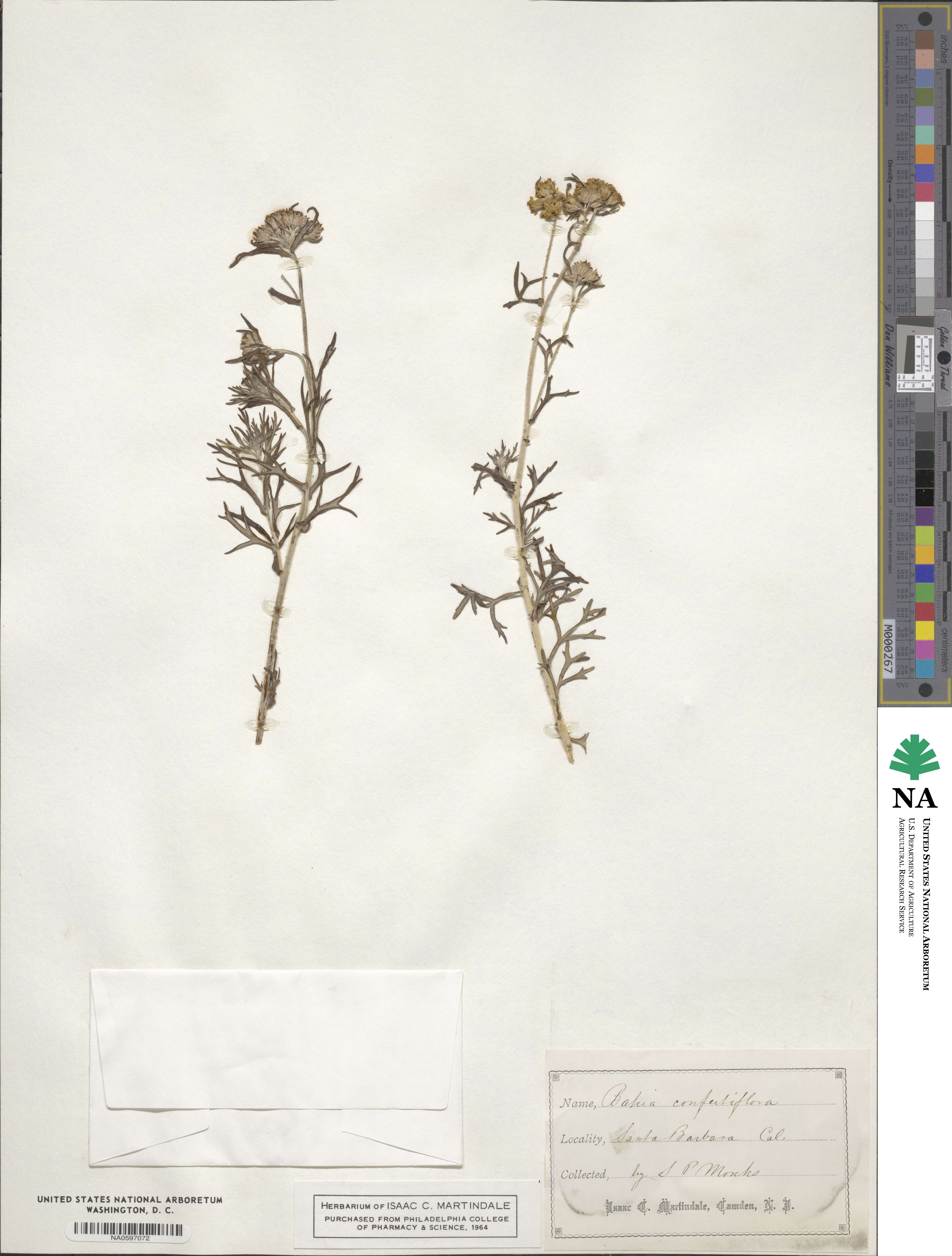 Eriophyllum confertiflorum image