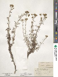 Eriophyllum confertiflorum image