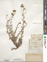 Eriophyllum confertiflorum image