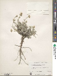 Eriophyllum confertiflorum image