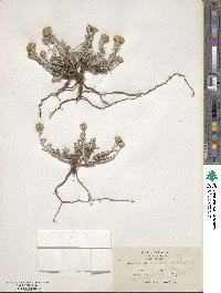 Eriophyllum confertiflorum image