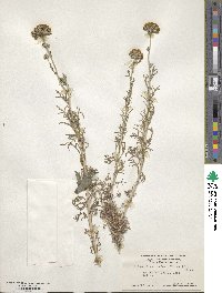 Eriophyllum confertiflorum image