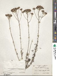 Eriophyllum confertiflorum image