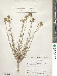 Eriophyllum confertiflorum image