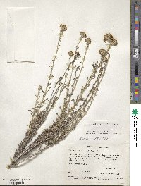 Eriophyllum confertiflorum image