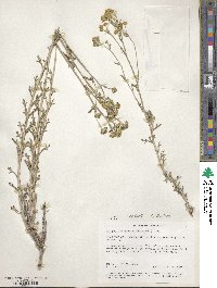 Eriophyllum confertiflorum image