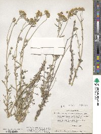 Eriophyllum confertiflorum image