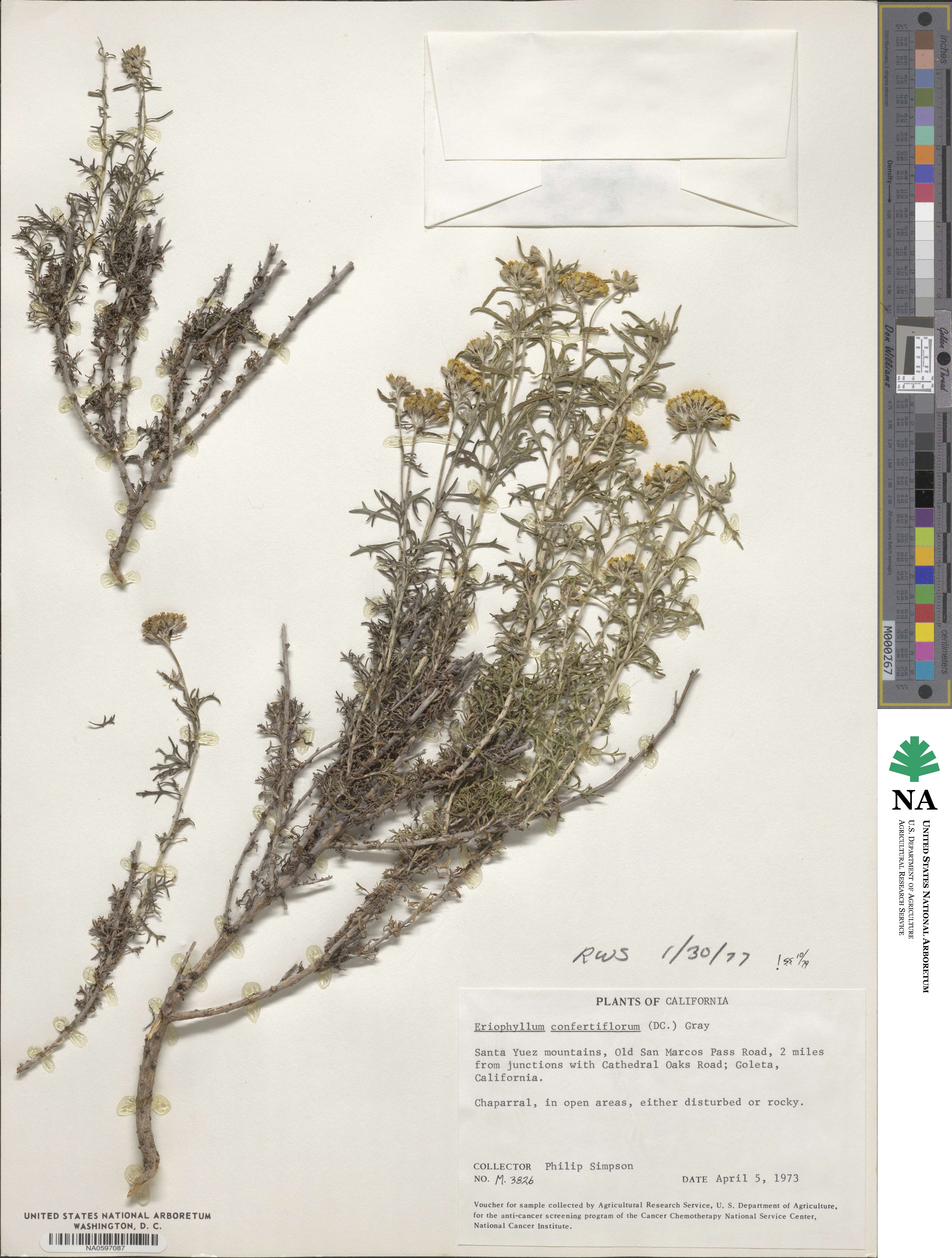 Eriophyllum confertiflorum image