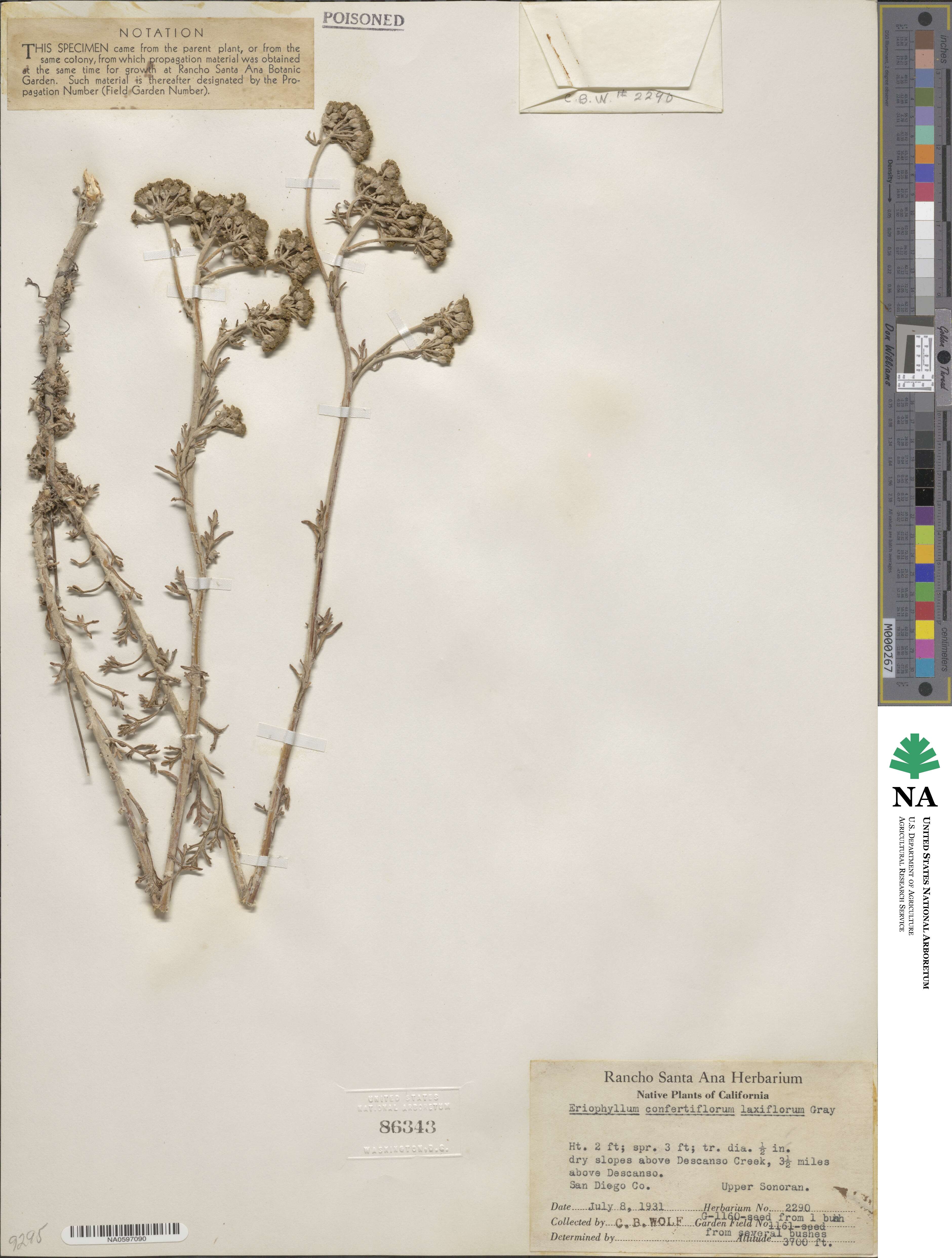 Eriophyllum confertiflorum image