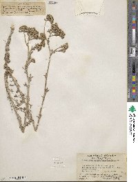 Eriophyllum confertiflorum image