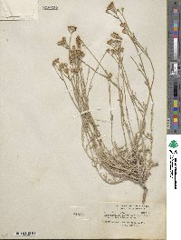 Eriophyllum confertiflorum image