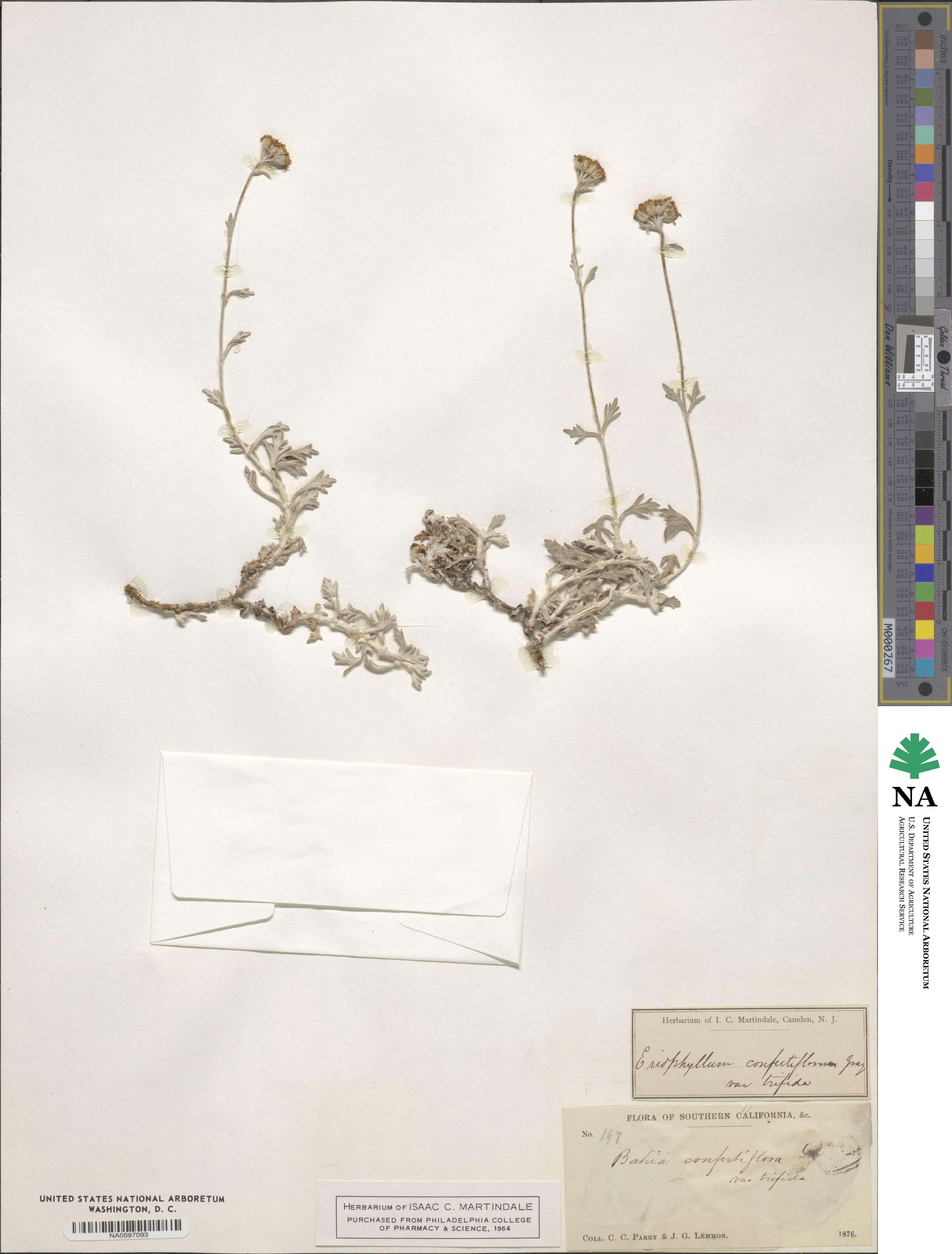 Eriophyllum confertiflorum image