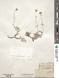 Eriophyllum confertiflorum image