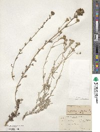 Eriophyllum confertiflorum image