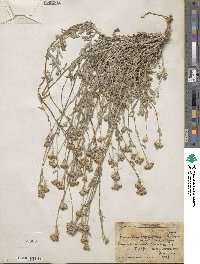 Eriophyllum confertiflorum image