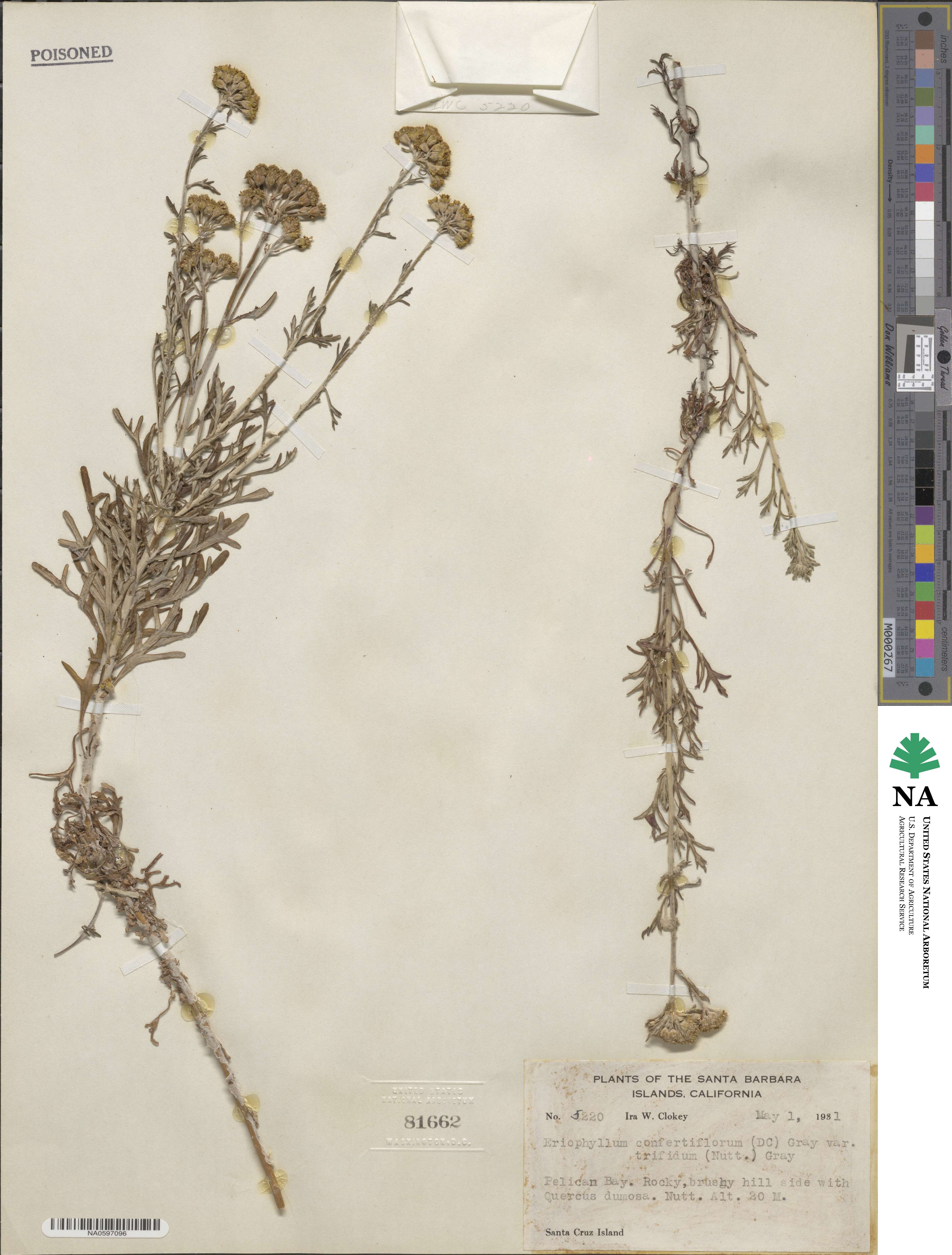 Eriophyllum confertiflorum image