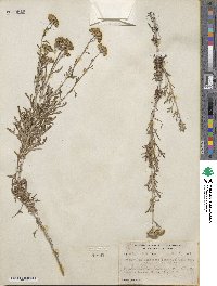 Eriophyllum confertiflorum image