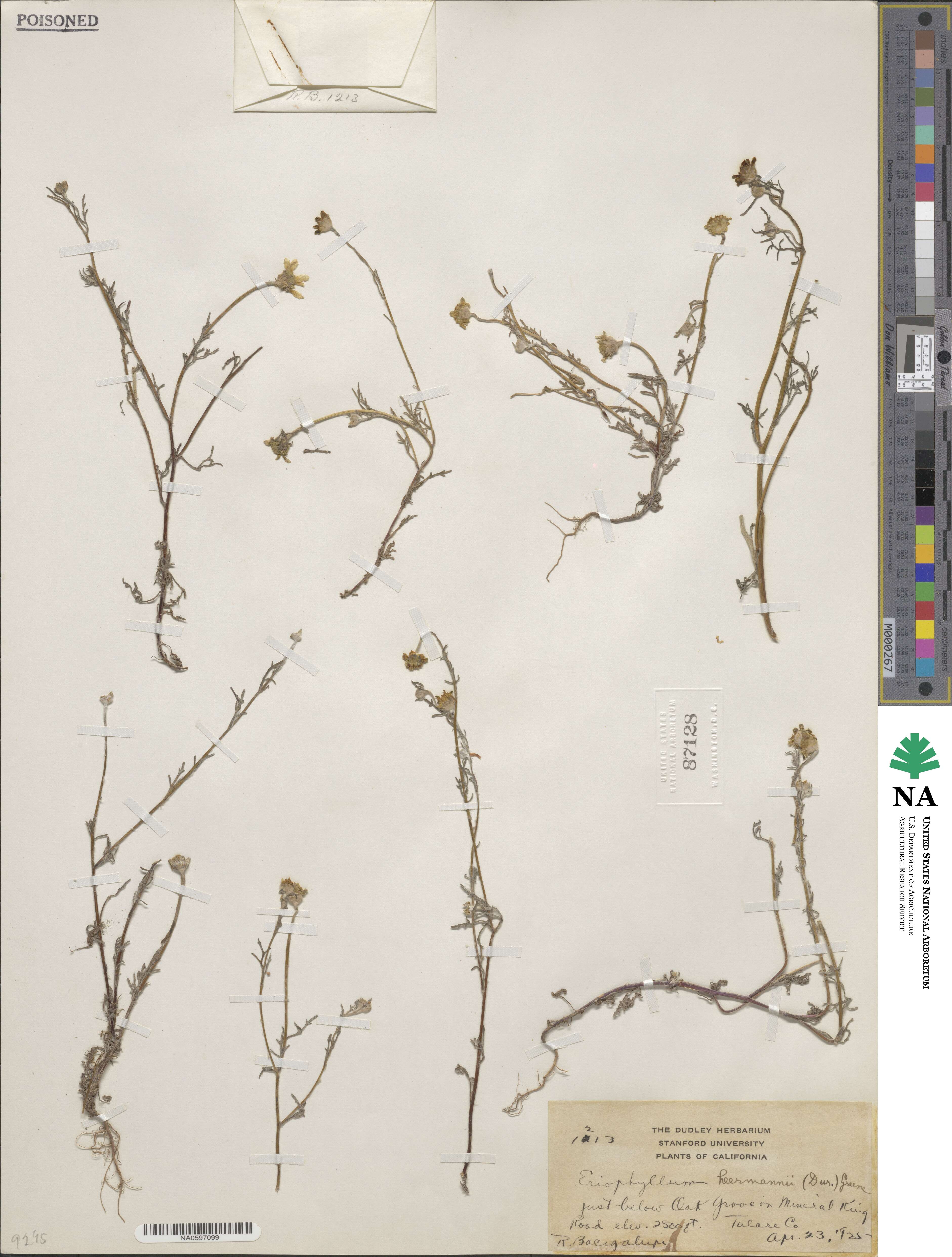 Eriophyllum heermannii image