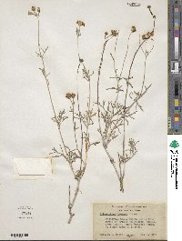 Eriophyllum jepsonii image