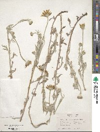 Eriophyllum lanatum image