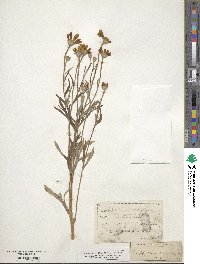 Eriophyllum lanatum image