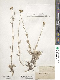 Eriophyllum lanatum image