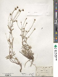 Eriophyllum lanatum image