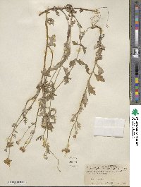 Eriophyllum lanatum image