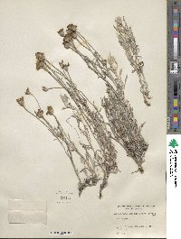 Eriophyllum lanatum image