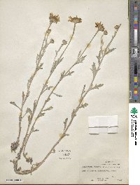 Eriophyllum lanatum image