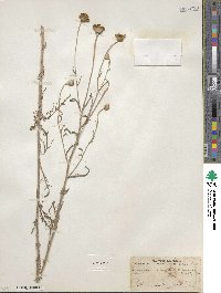 Eriophyllum lanatum image