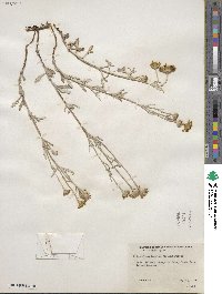 Eriophyllum lanatum image