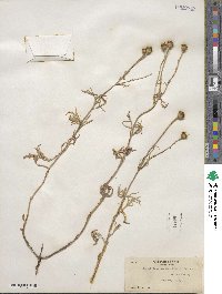 Eriophyllum lanatum image